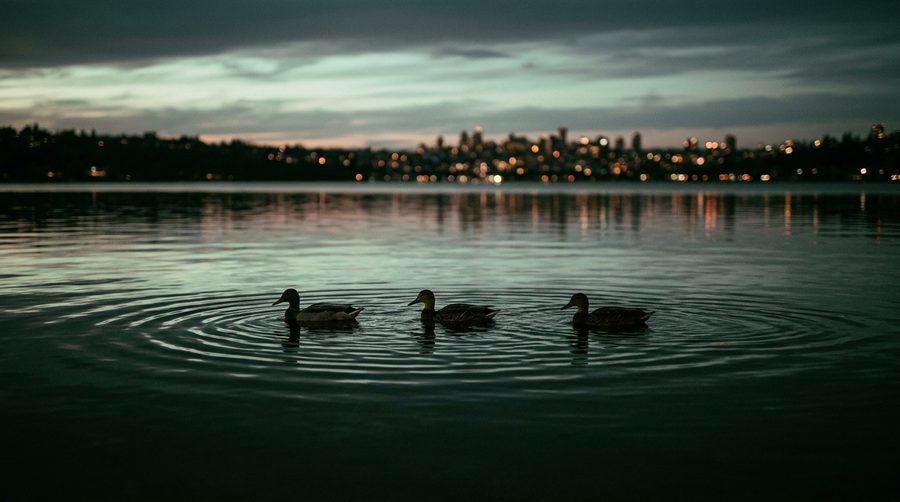 Sekelompok bebek berenang di air gelap tenang dengan riak halus dan cahaya kota di kejauhan